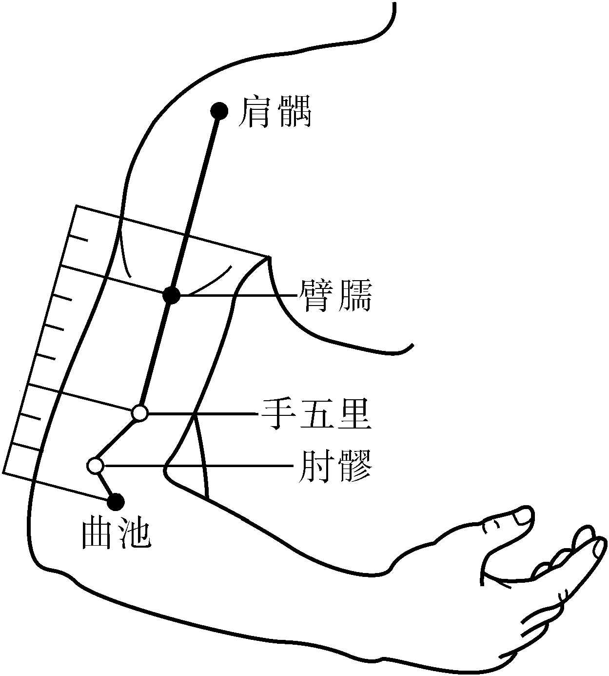 【解剖】 皮肤→皮下组织→肱桡肌→肱肌